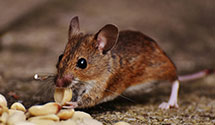 24 Hour & Emergency Exterminators in Six Mile, IL